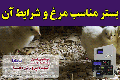 بستر مناسب مرغ وشرایط  ان