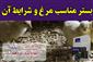 بستر مناسب مرغ وشرایط  ان