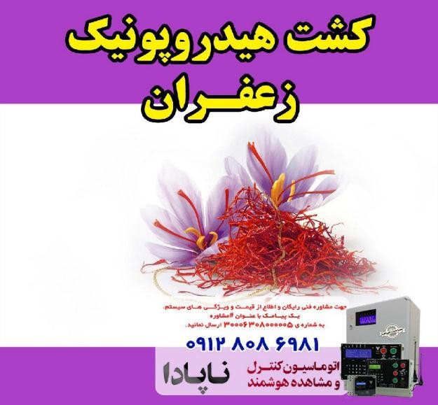 کشت #هیدروپونیک زعفران