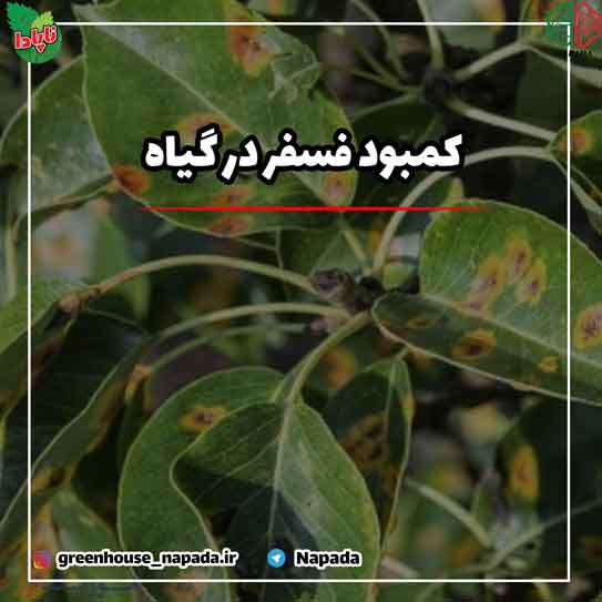 اهمیت  و ضرورت فسفر در گیاهان