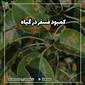 اهمیت  و ضرورت فسفر در گیاهان