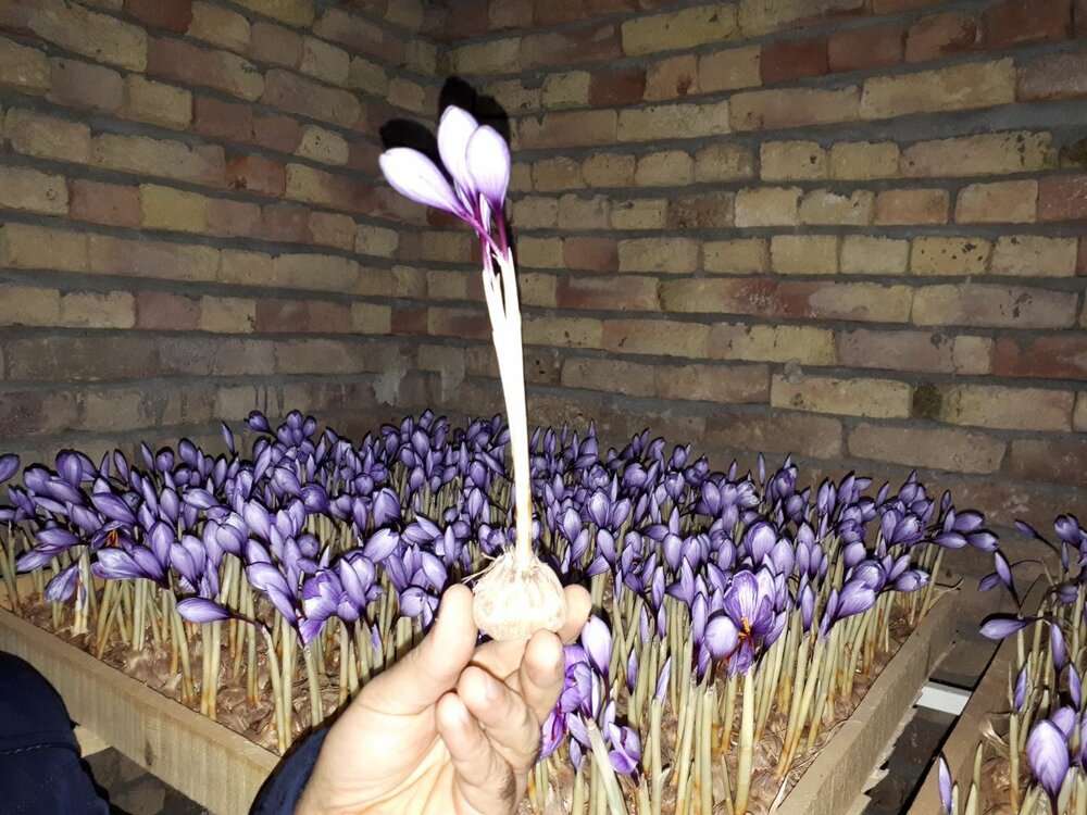 گلخانه هیدروپونیک  زعفران