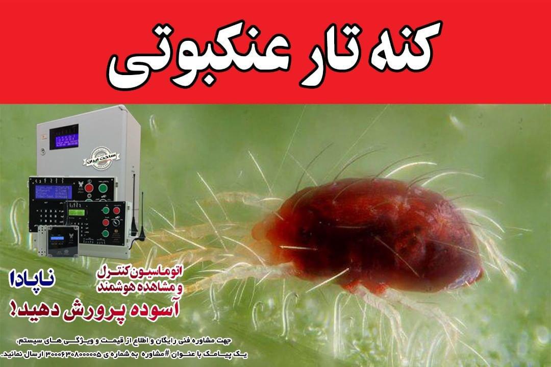 خسارت و علائم کنه تار عنکبوتی