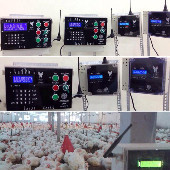 NAPADA Poultry automation for 4 salons Alertis model